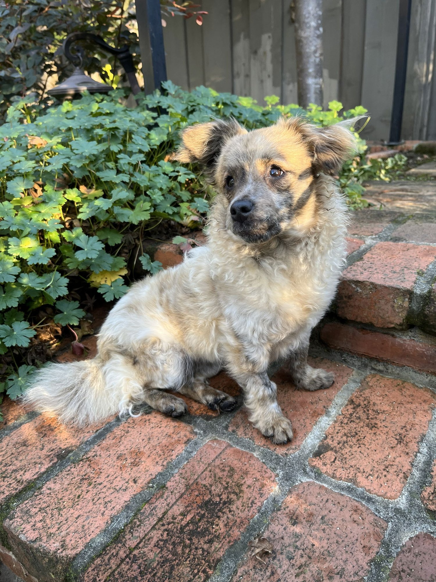BIRDIE AND MINNIE BONDED PAIR BLIND DOGS - Chihuahua / Pomeranian available for adoption