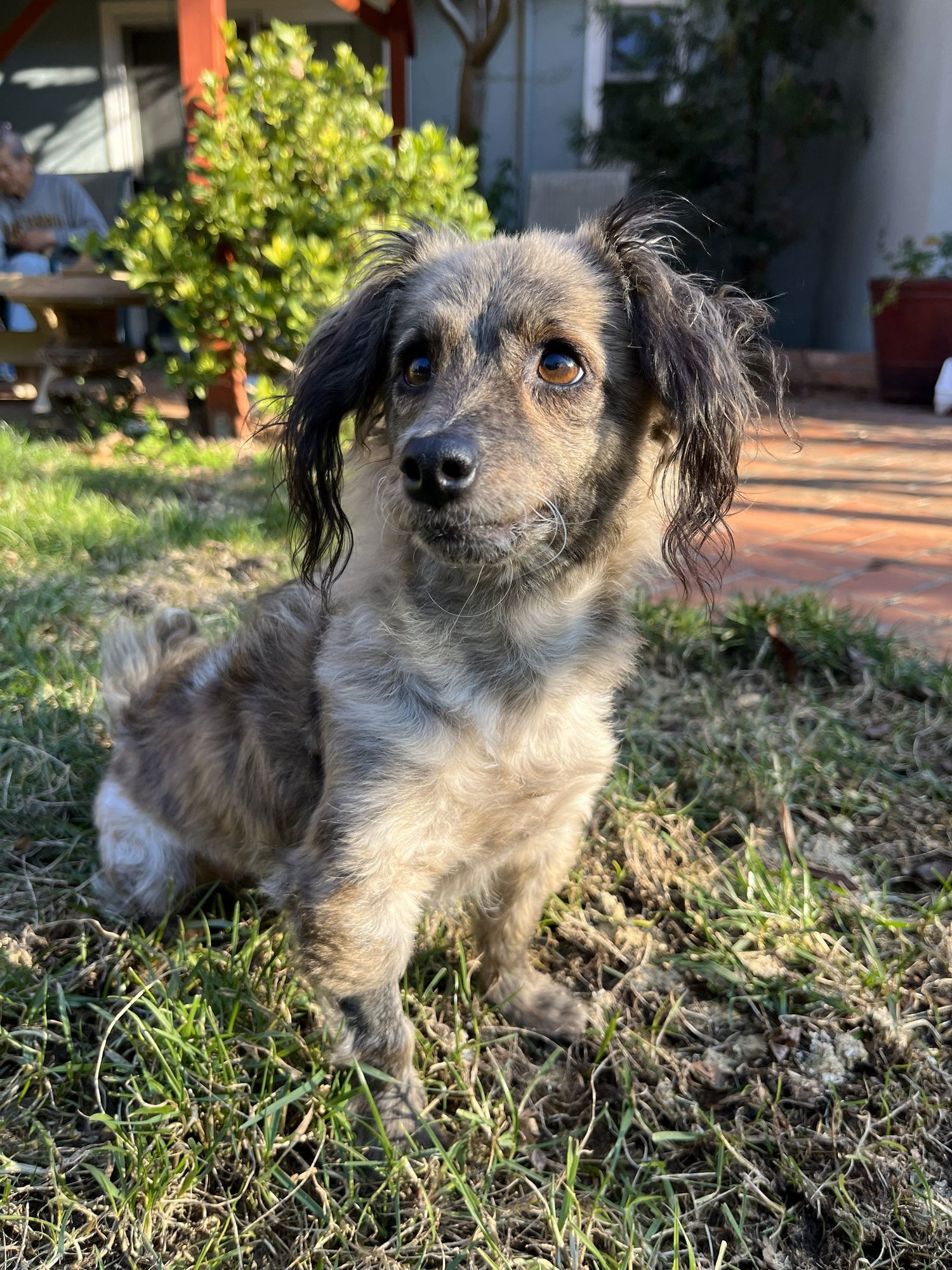 Birdie and Minnie BONDED PAIR BLIND DOGS - Photo 3