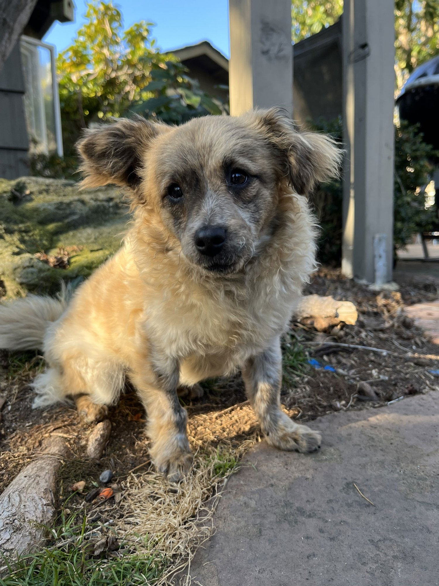 Birdie and Minnie BONDED PAIR BLIND DOGS - Photo 4