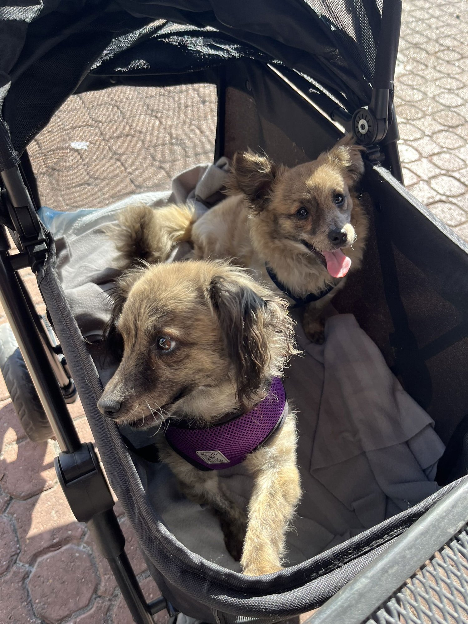 Birdie and Minnie BONDED PAIR BLIND DOGS - Photo 5