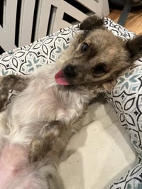 Birdie and Minnie BONDED PAIR BLIND DOGS - Photo 3