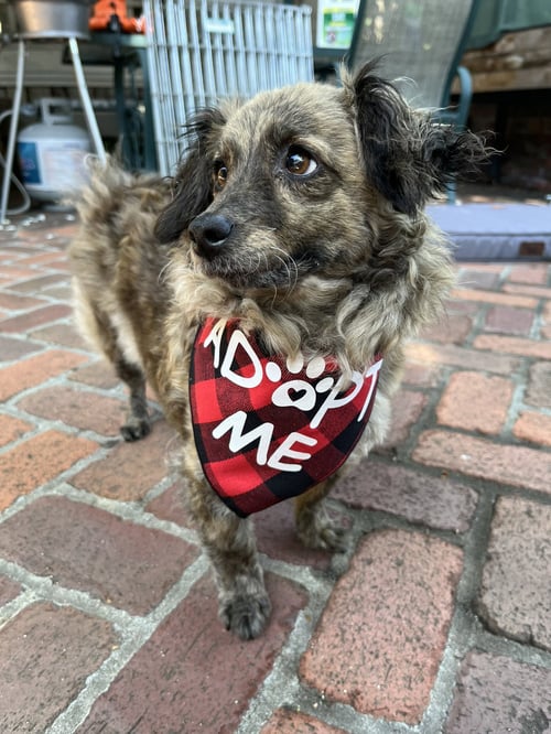 BIRDIE AND MINNIE BONDED PAIR BLIND DOGS - Poodle (Toy) / Chihuahua available for adoption