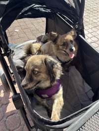 Birdie and Minnie BONDED PAIR BLIND DOGS - Photo 6