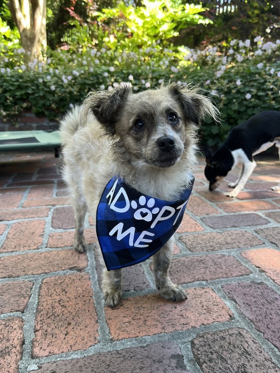 Birdie and Minnie BONDED PAIR BLIND DOGS Image