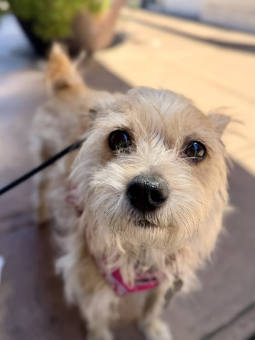 PIKACHU - Terrier / Cairn Terrier for adoption in San Francisco