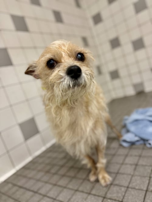 PIKACHU - Terrier / Cairn Terrier available for adoption