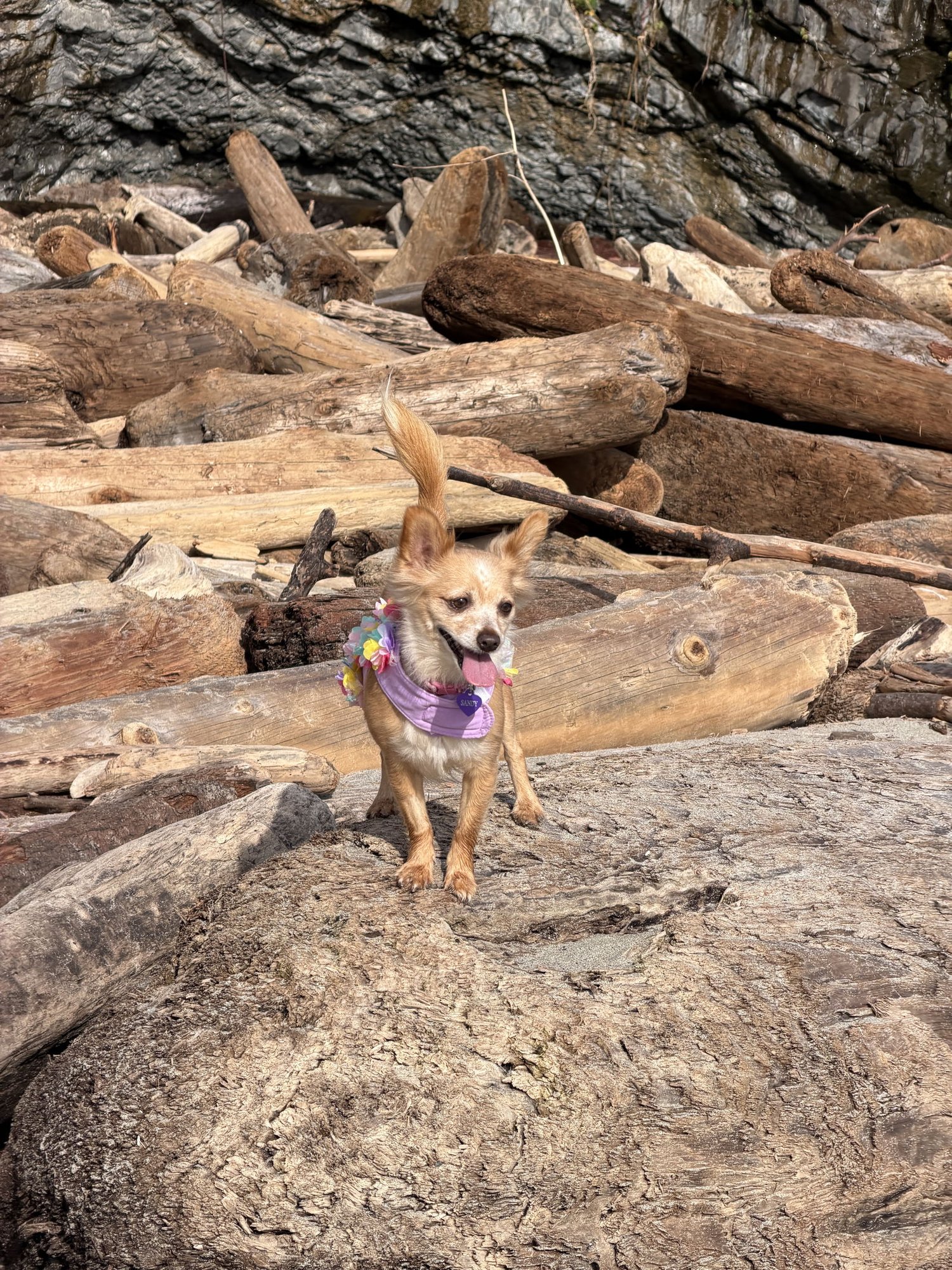 NAOMI MCGEE - Chihuahua / Pomeranian available for adoption