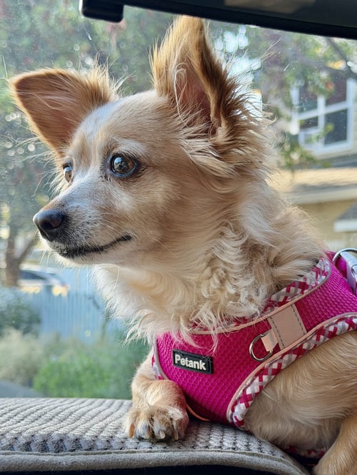NAOMI MCGEE - Chihuahua / Pomeranian for adoption in San Francisco
