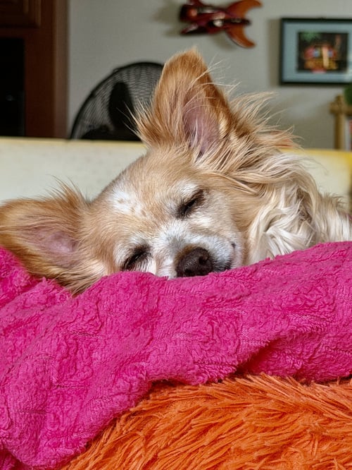 NAOMI MCGEE - Chihuahua / Pomeranian available for adoption