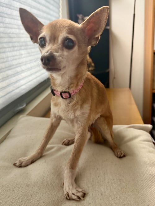 CRICKET - Chihuahua for adoption in San Francisco