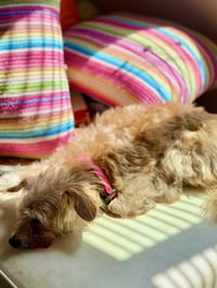 Muffin - Photo 4