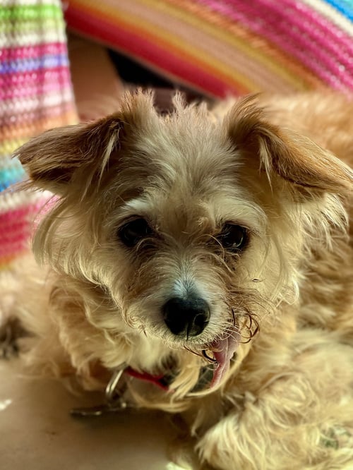 MUFFIN - Border Terrier for adoption in San Francisco