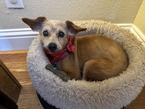 MUFFIN - Border Terrier available for adoption