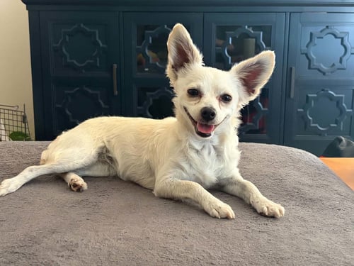 POPPY - Chihuahua for adoption in San Francisco
