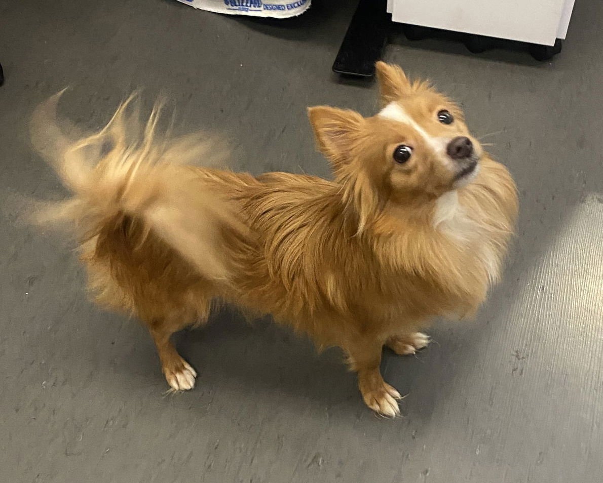 PUMPKIN - Shetland Sheepdog Sheltie / Pomeranian available for adoption