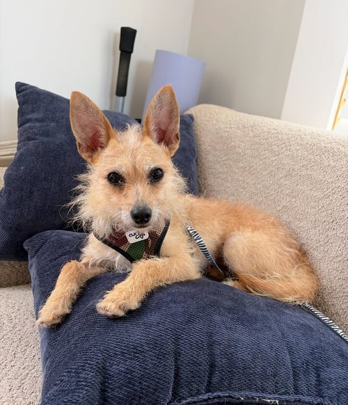 YOKO - Yorkshire Terrier Yorkie / Chihuahua for adoption in San Francisco