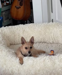 Yoko - Photo 5
