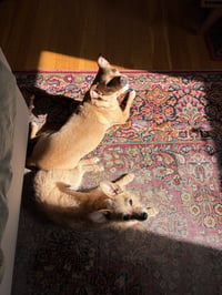 Yoko - Photo 8