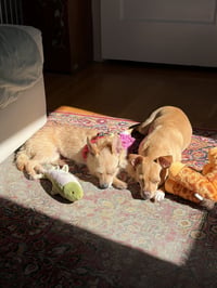 Yoko - Photo 9