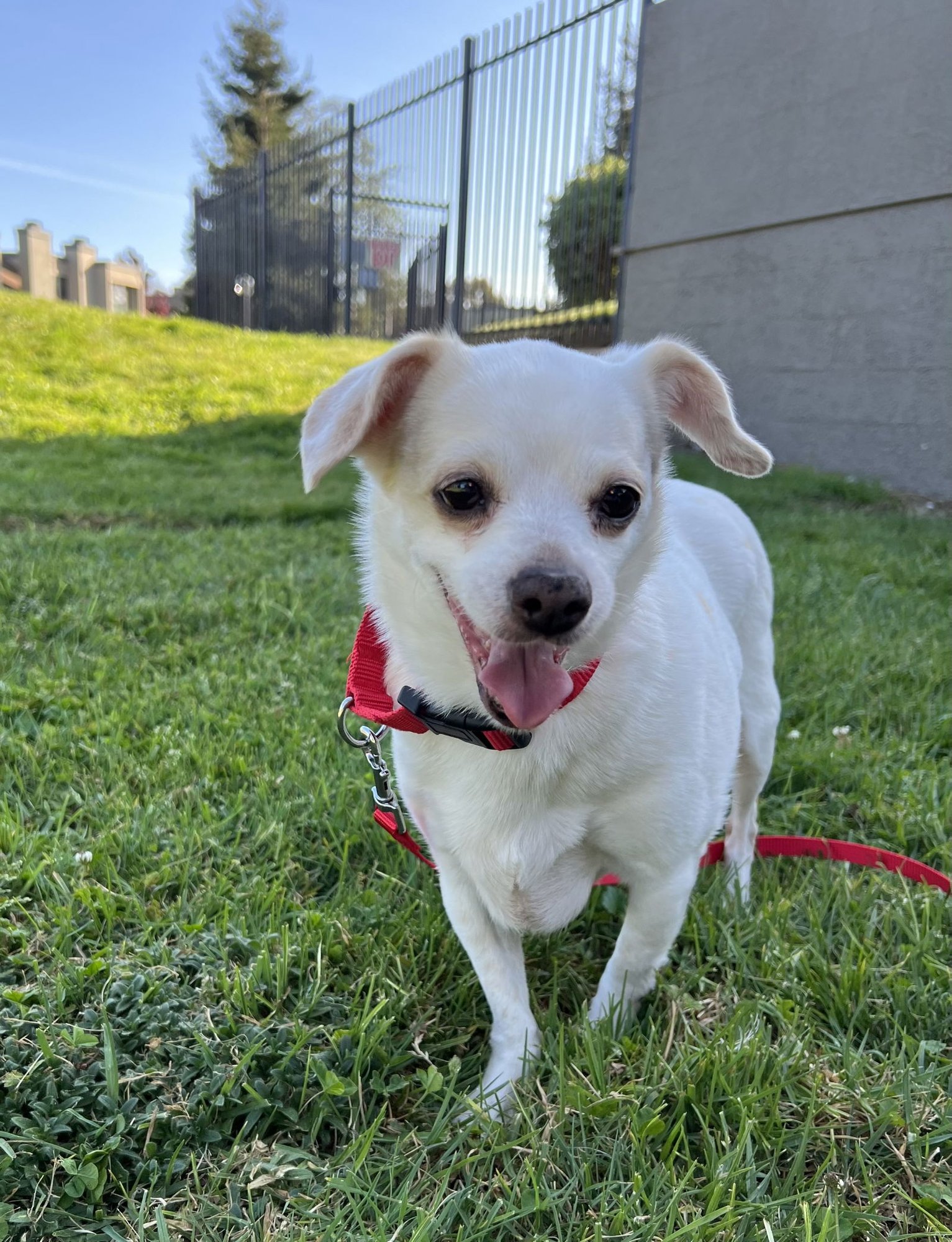 LANA - Chihuahua / Rat Terrier for adoption in San Francisco