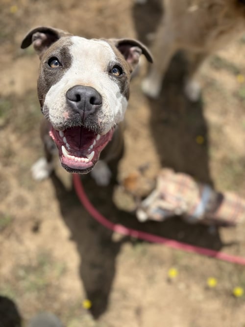 PORSCHE - Pit Bull Terrier / American Pit Bull Terrier for adoption in San Francisco