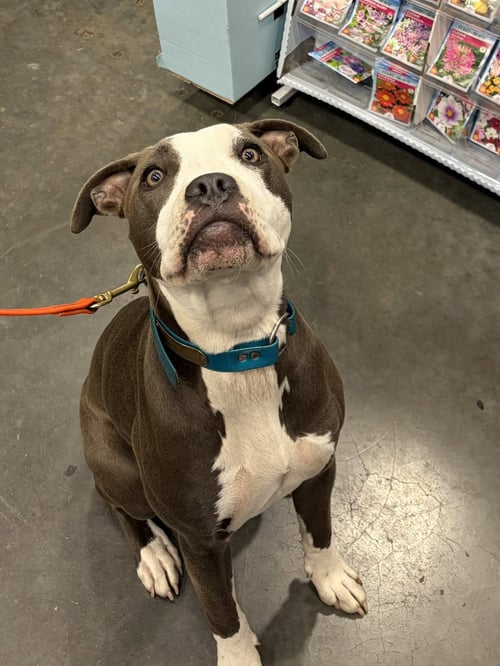 PORSCHE - Pit Bull Terrier / American Pit Bull Terrier available for adoption