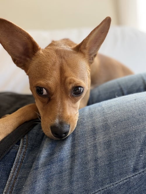 MAPLE - Chihuahua / Beagle available for adoption