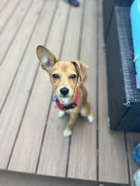 Maple - Photo 3