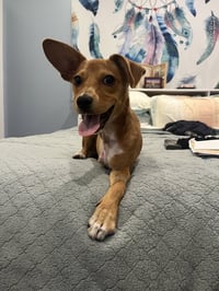 Maple - Photo 4