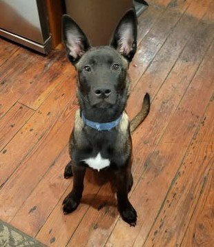 ZULU - PA PENDING ADOPTION - Belgian Shepherd Malinois / Catahoula Leopard Dog available for adoption
