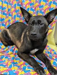 Zulu - PA PENDING Adoption - Photo 7
