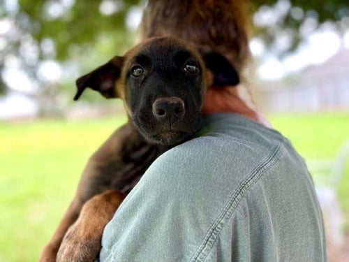 ROPER - GA - Belgian Shepherd Malinois available for adoption