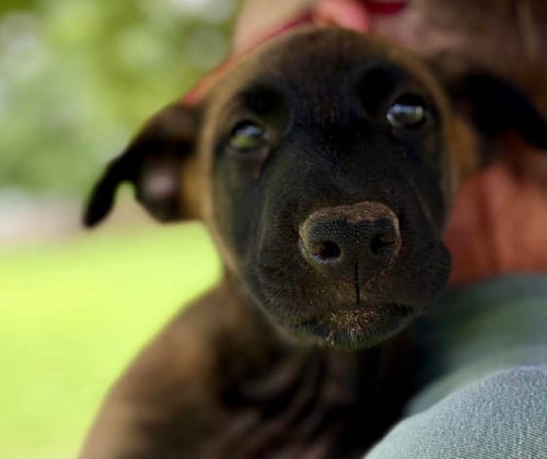 ROPER - GA - Belgian Shepherd Malinois available for adoption