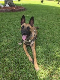 Gator - NC - Photo 1