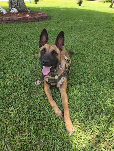 GATOR - NC - Belgian Shepherd Malinois available for adoption