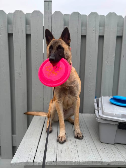 ZIVA -IL - Belgian Shepherd Malinois available for adoption