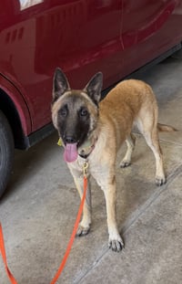Ziva -IL - Photo 2