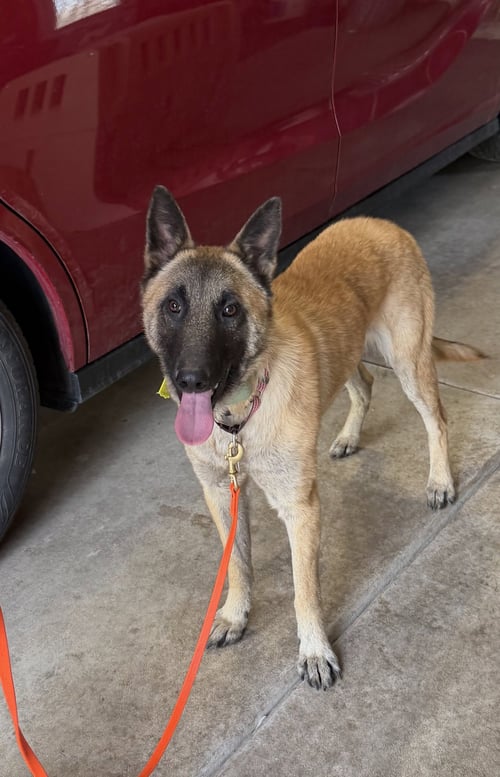 ZIVA -IL - Belgian Shepherd Malinois available for adoption