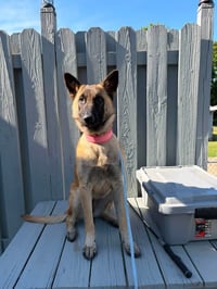 Ziva -IL - Photo 3