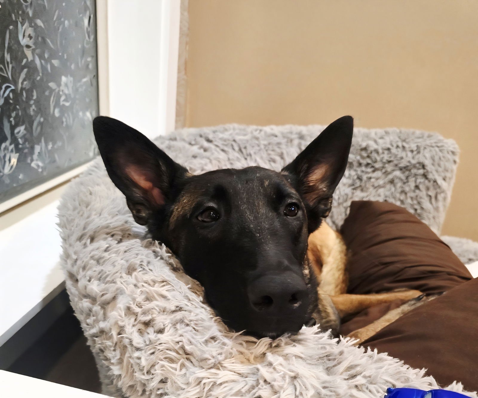 RAINY - MS - COURTESY POST - Belgian Shepherd Malinois available for adoption