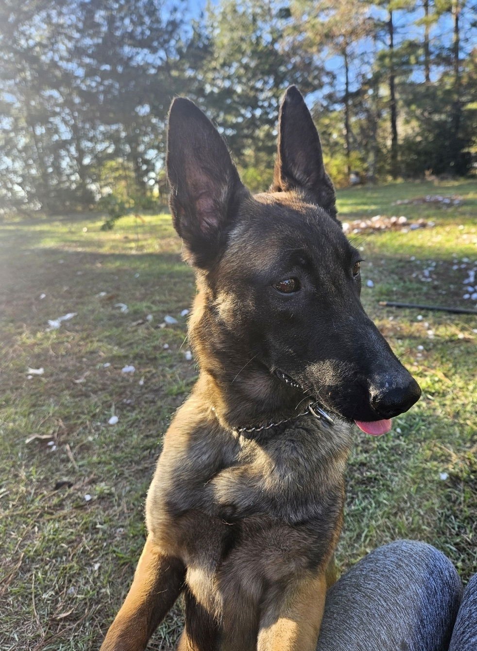 RAINY - MS - COURTESY POST - Belgian Shepherd Malinois available for adoption