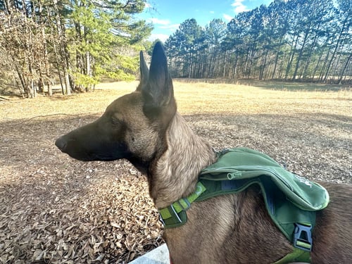 LORCAN WOODLEY - SC - Belgian Shepherd Malinois available for adoption