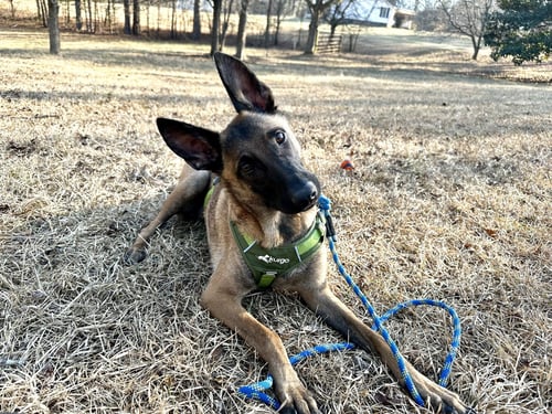 LORCAN WOODLEY - SC - Belgian Shepherd Malinois available for adoption
