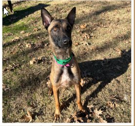 CHARISMA - WI - Belgian Shepherd Malinois available for adoption