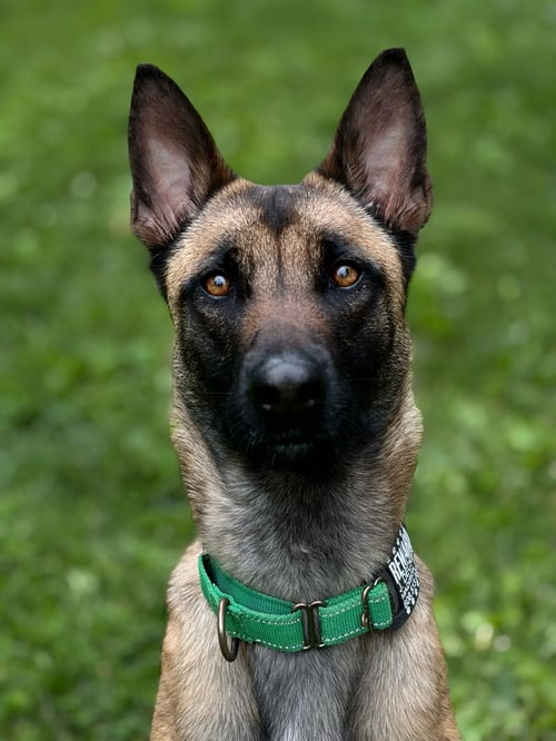 CHARISMA - WI - Belgian Shepherd Malinois available for adoption