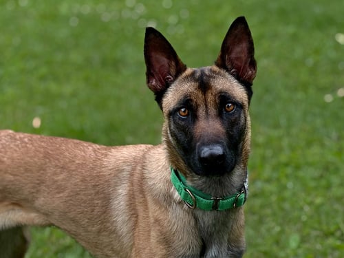 CHARISMA - WI - Belgian Shepherd Malinois available for adoption