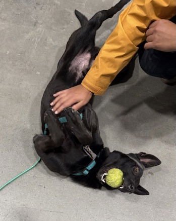 RADAR, VA. ‼️COURTESY POST‼️ - Belgian Shepherd Malinois available for adoption