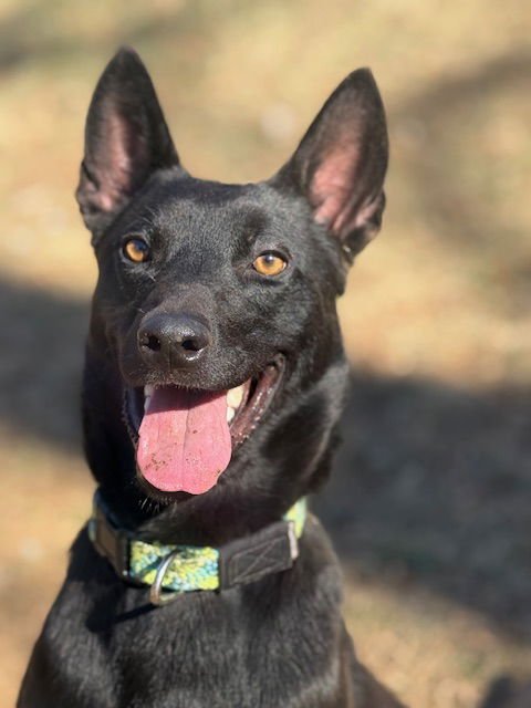 Radar, VA. ‼️COURTESY POST‼️ - Photo 5