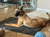 Lucca (FKA Gracie Lou) - PA - Photo 3