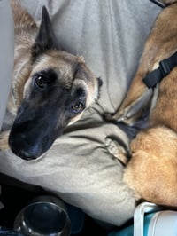 Lucca (FKA Gracie Lou) - PA - Photo 14